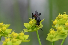 Macrophya annulata