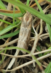 Ancylosis cinnamomella