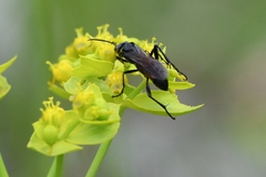 Macrophya annulata
