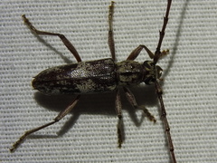Elaphidion mimeticum