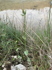 Blackstonia perfoliata