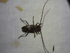 Elaphidion mimeticum
