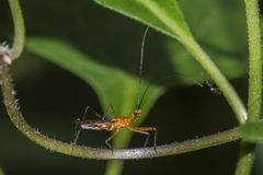 Macracanthopsis nodipes