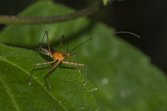 Macracanthopsis nodipes