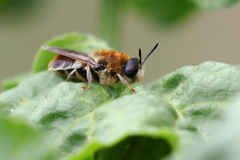 Stratiomys longicornis