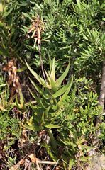 author not stated, no rights reserved Aloiampelos gracilis, photograph author not stated, no rights reserved