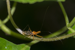 Macracanthopsis nodipes
