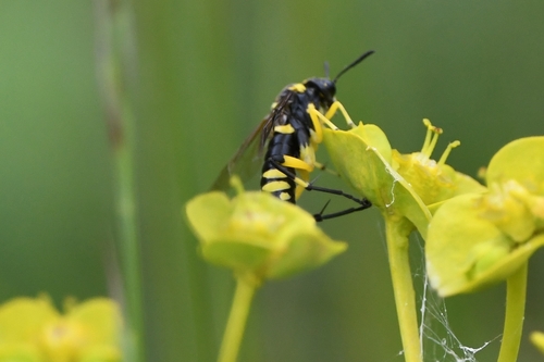 Yellow-spotted Macrophya photo 4