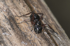 Polyrhachis laevissima