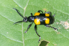 Lilioceris quadripustulata