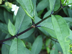 Choreutis xanthogramma