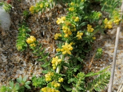 Galium arenarium