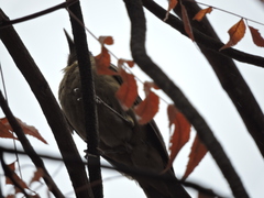 Turdus grayi