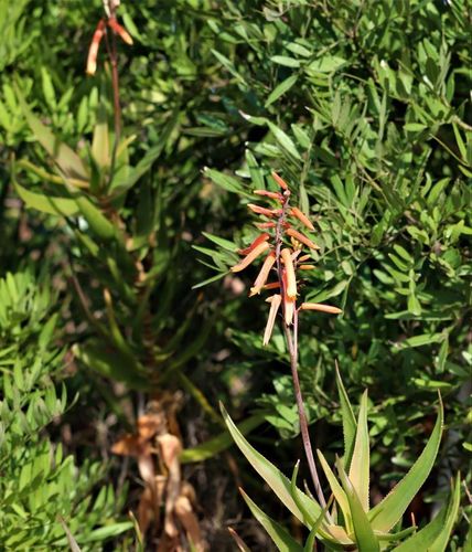 Aloiampelos gracilis, photograph 6