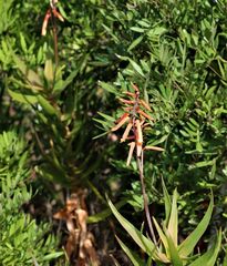 Aloiampelos gracilis, photograph author not stated, no rights reserved