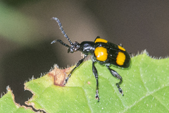 Lilioceris quadripustulata