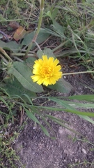 Cichorieae