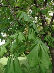Aesculus hippocastanum