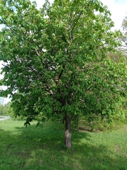 Aesculus hippocastanum