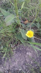 Cichorieae