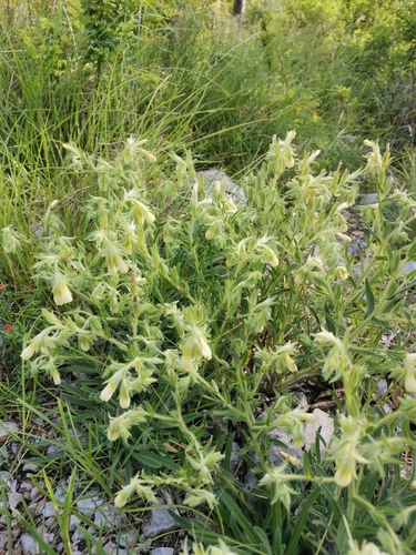 Onosma pseudoarenaria, photograph 5