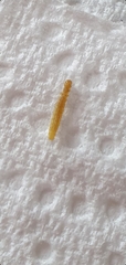 Pyrochroa serraticornis