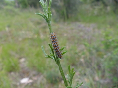 Melitaea didyma