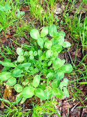 Trifolium pratense