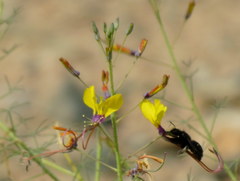 Cleome angustifolia diandra