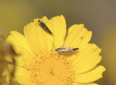 Heliozelidae