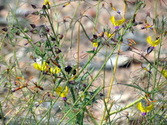 Cleome angustifolia diandra