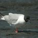 Bonaparte's Gull - Photo (c) Len Blumin, some rights reserved (CC BY-NC-ND)