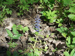 Ajuga reptans