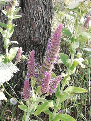 Nepeta tuberosa