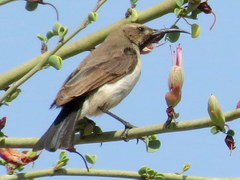 Cinnyris fuscus fuscus