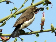 Cinnyris fuscus fuscus