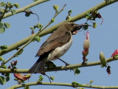 Cinnyris fuscus fuscus