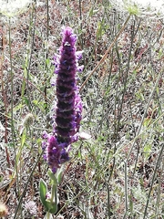 Nepeta tuberosa