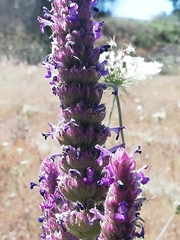Nepeta tuberosa