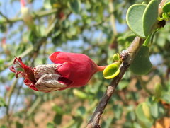 Adenolobus garipensis