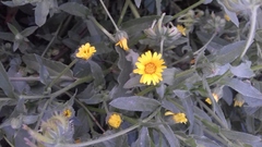 Cichorieae