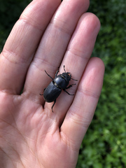 Dorcus parallelipipedus