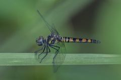 Brachydiplax farinosa