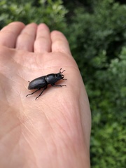 Dorcus parallelipipedus