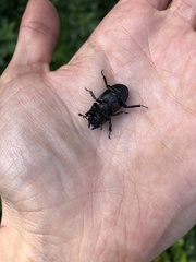 Dorcus parallelipipedus