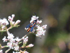Synanthedon polygoni