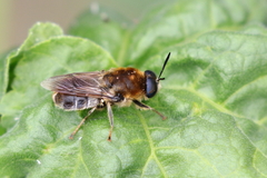Stratiomys longicornis