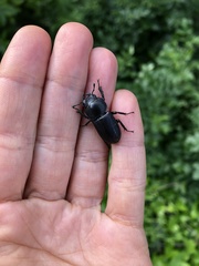 Dorcus parallelipipedus