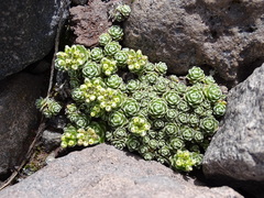Draba obovata