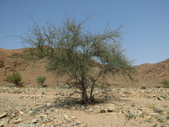 Adenolobus garipensis